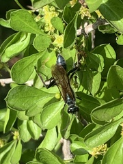 Chalybion zimmermanni