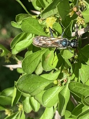 Chalybion zimmermanni