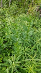 Scrophularia lanceolata