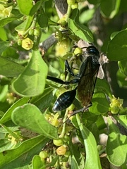 Chalybion zimmermanni