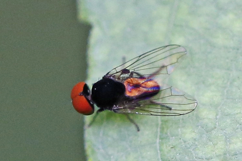 Paraplatypeza velutina