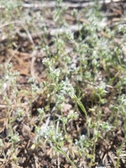 Cryptantha simulans