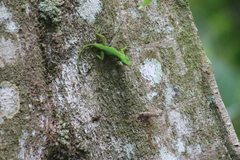 Anolis evermanni