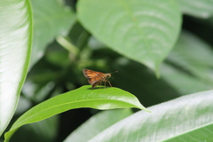 Choranthus borincona