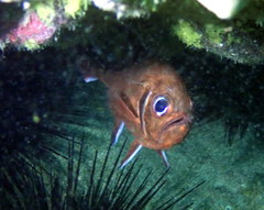 Trachichthys australis