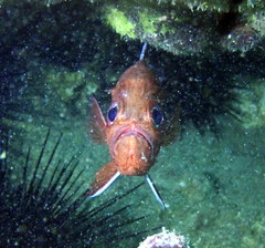 Trachichthys australis