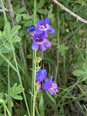 Penstemon neomexicanus
