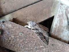 Catocala agrippina