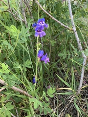 Penstemon neomexicanus
