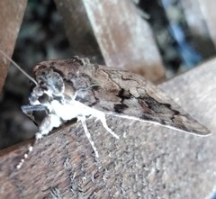 Catocala agrippina