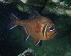 Trachichthys australis