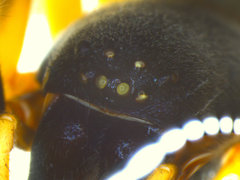 Trachelopachys gracilis