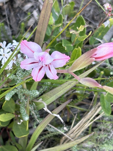 Image of Gladiolus grandiflorus by (c) Christina, some rights reserved (CC BY)