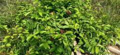 Tetracera indica