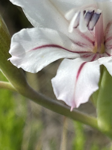Image of Gladiolus grandiflorus by (c) Christina, some rights reserved (CC BY)