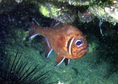 Trachichthys australis