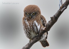 Glaucidium nana