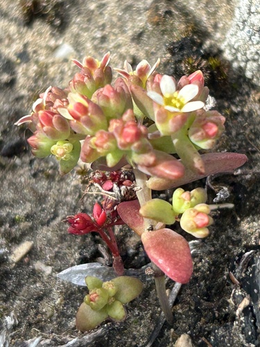 Crassula oblanceolata