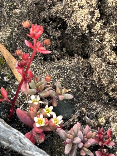 Crassula oblanceolata