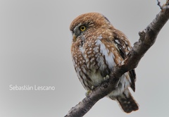 Glaucidium nana