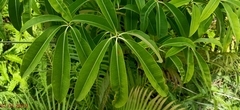Alstonia