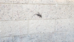 Sceloporus occidentalis