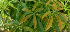 Alstonia