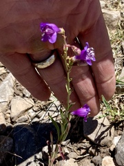 Penstemon neomexicanus