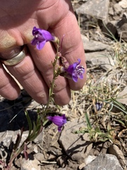 Penstemon neomexicanus