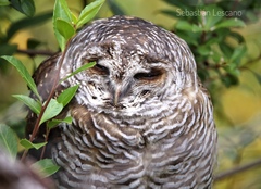 Strix rufipes