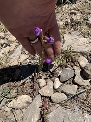 Penstemon neomexicanus