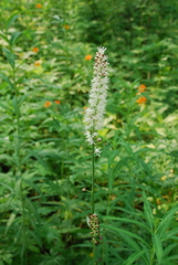 Actaea simplex