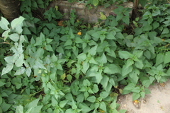 Urtica dioica