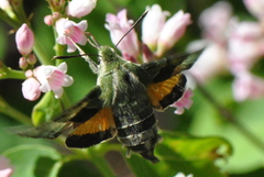 Proserpinus clarkiae