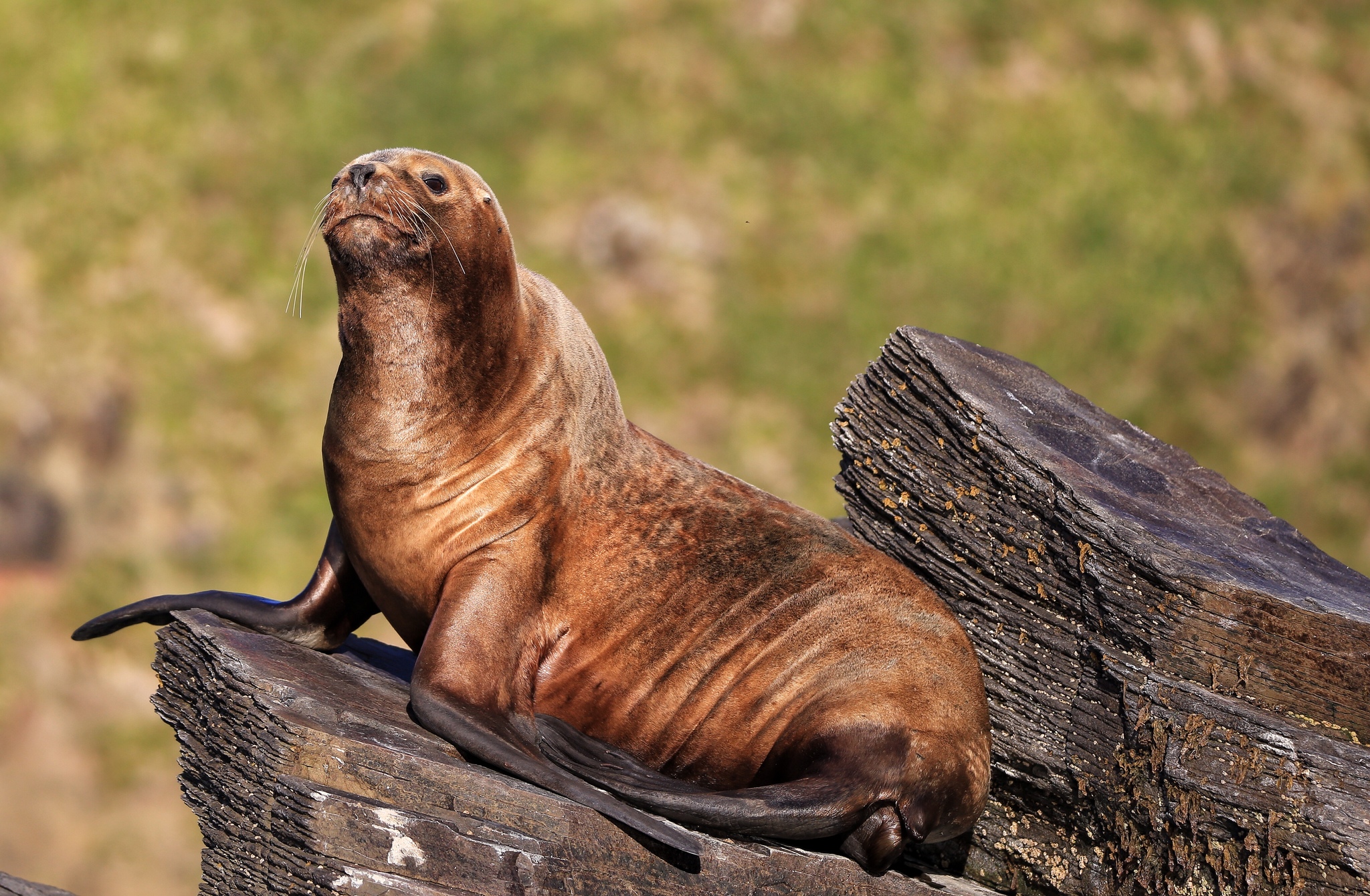 Lobo Marino de Un Pelo (Otaria flavescens) · Natusfera