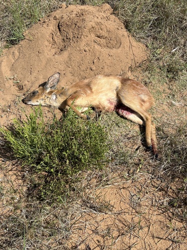 Cape Grysbok
