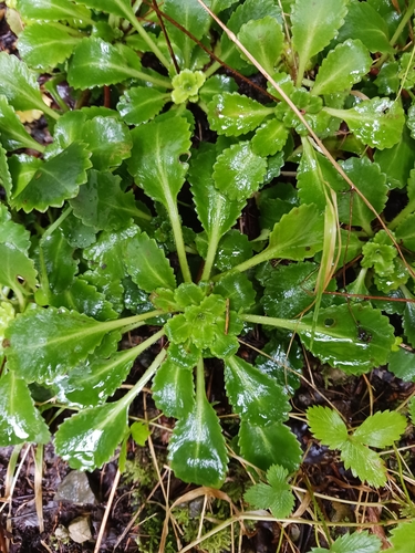 Image of Saxifraga umbrosa by no rights reserved