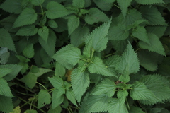 Urtica dioica