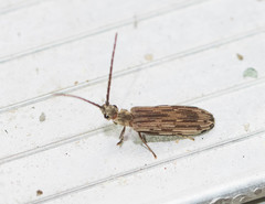 Tenomerga cinerea