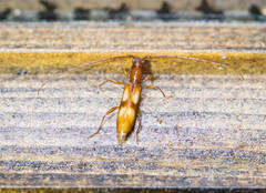 Heterachthes quadrimaculatus