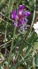 Oxytropis lambertii