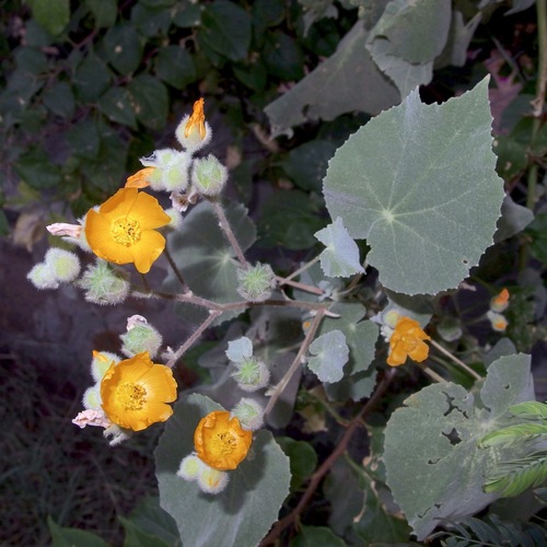 Abutilon palmeri