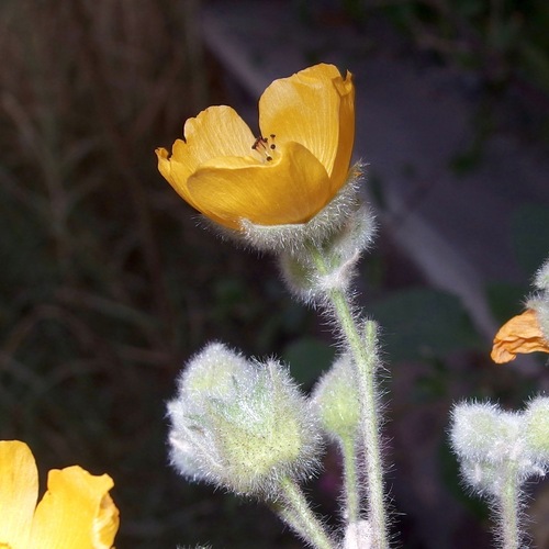 Palmer's abutilon fruiting