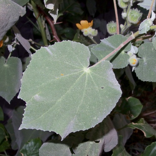 Abutilon palmeri