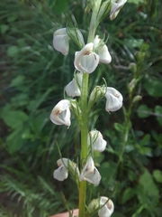 Pedicularis contorta