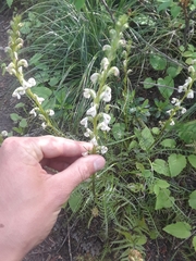 Pedicularis contorta