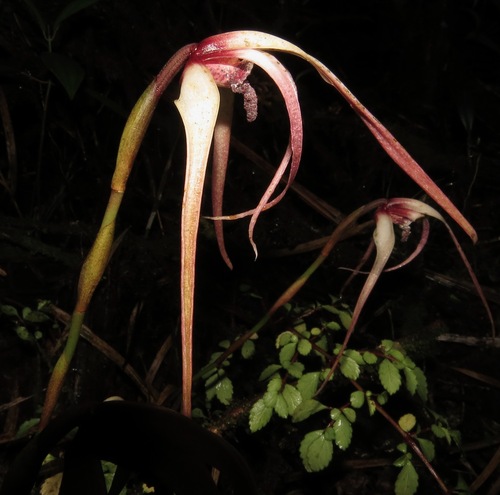 Longissima Orchid