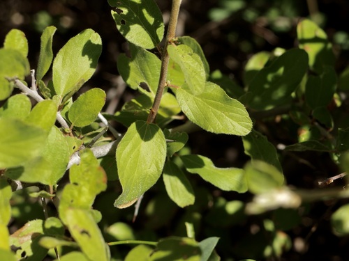 Image of Colubrina californica by (c) Sue Carnahan, some rights reserved (CC BY)