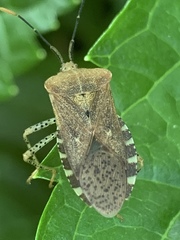 Anasa repetita