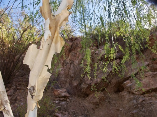 Willard's Acacia